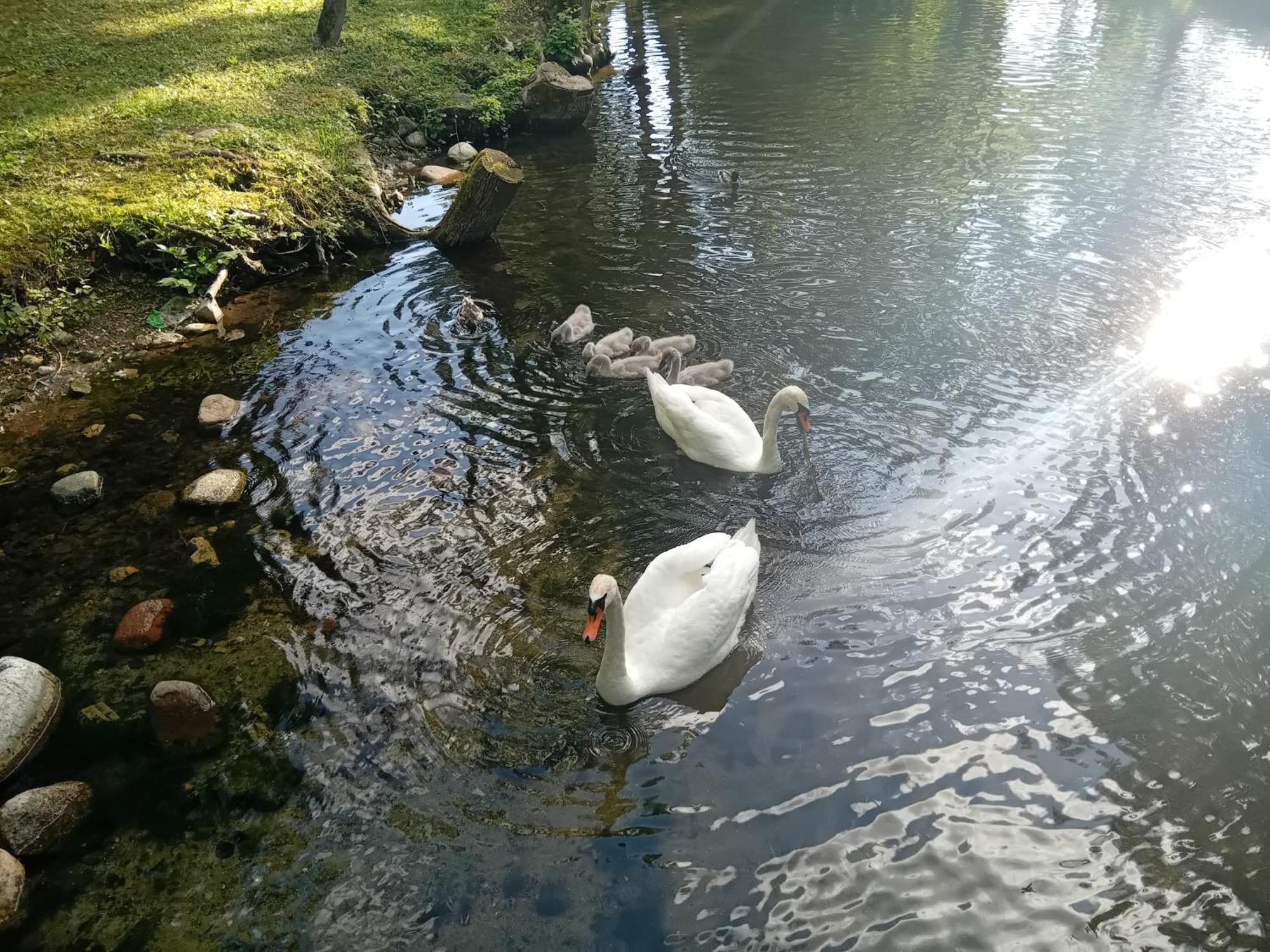 Pokoje Goscinne Sloneczny Klon Dabrowno Esterno foto
