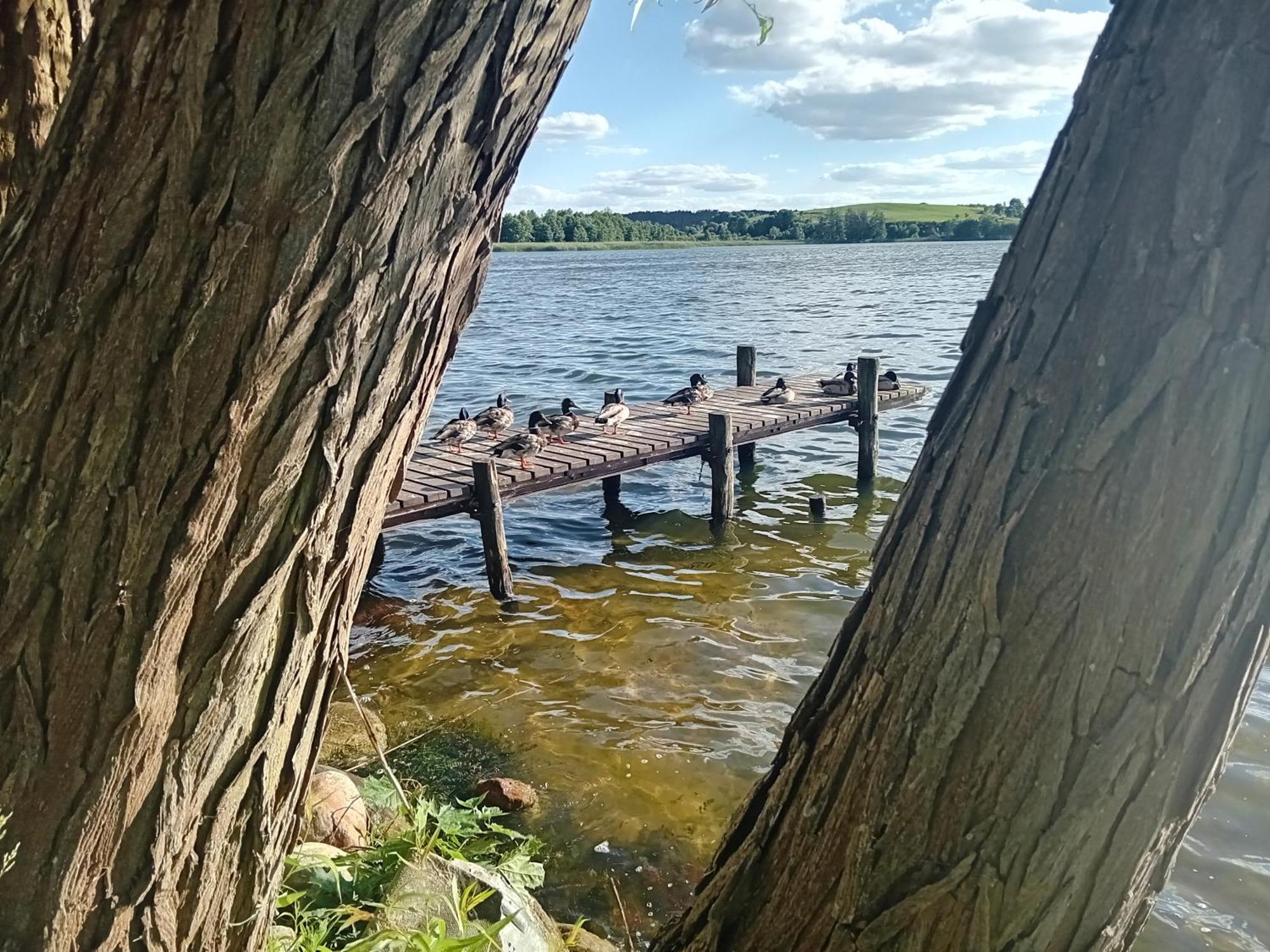 Pokoje Goscinne Sloneczny Klon Dabrowno Esterno foto
